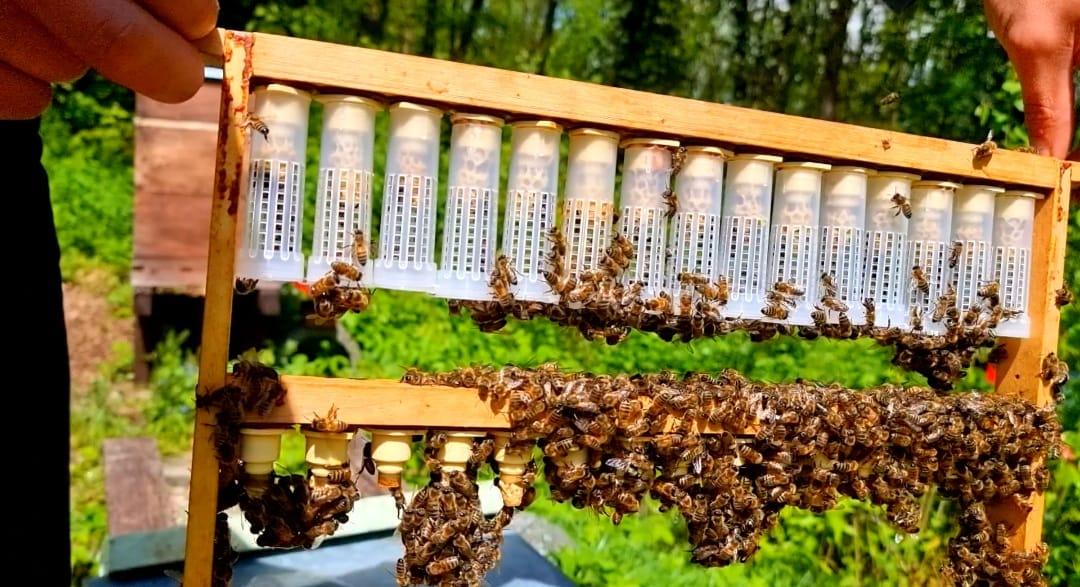 100% große Bienenwachs Kerze 1 kg / 1000g aus Solarenergie