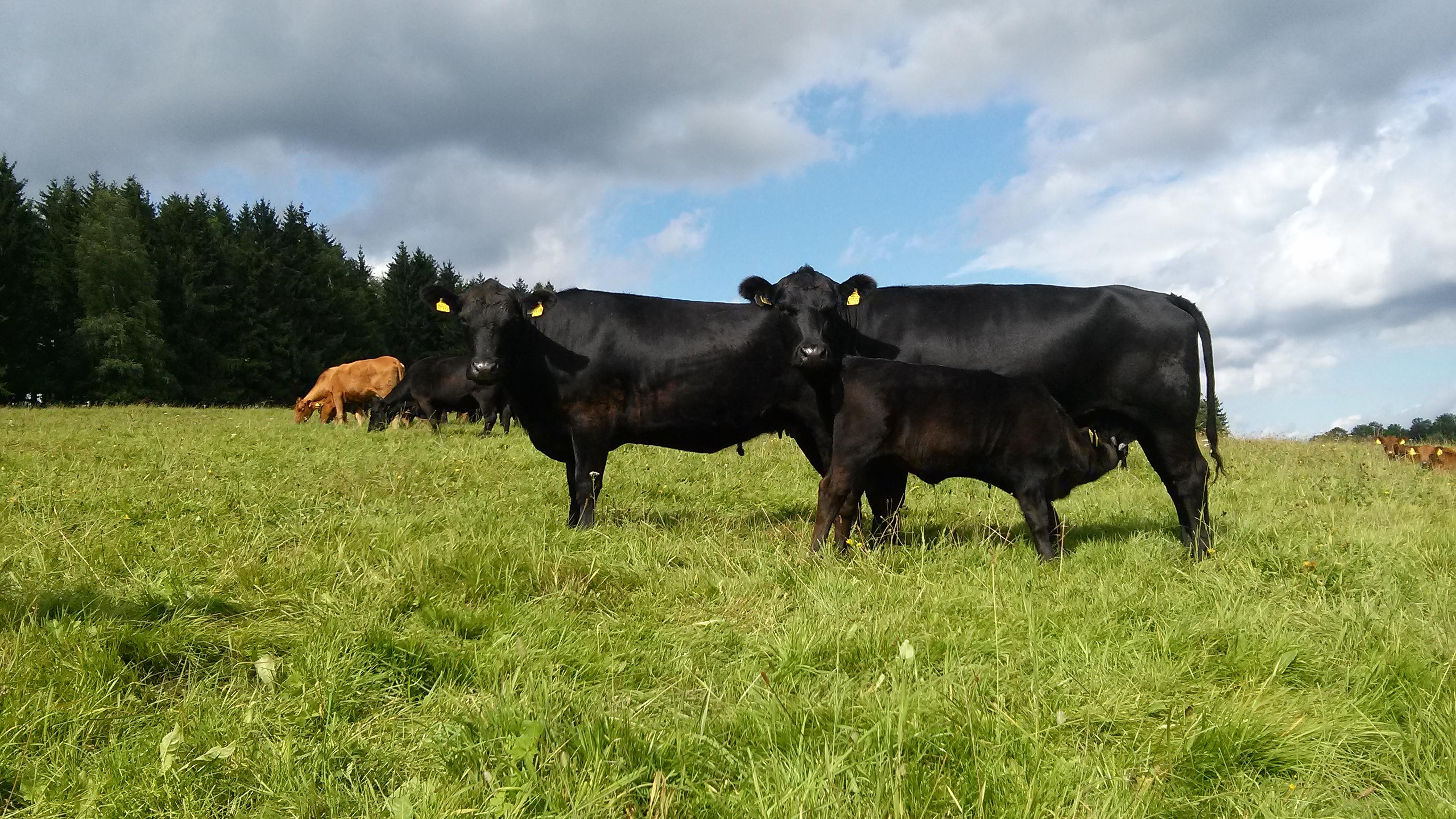 Finkenhof Angus Naturbeef