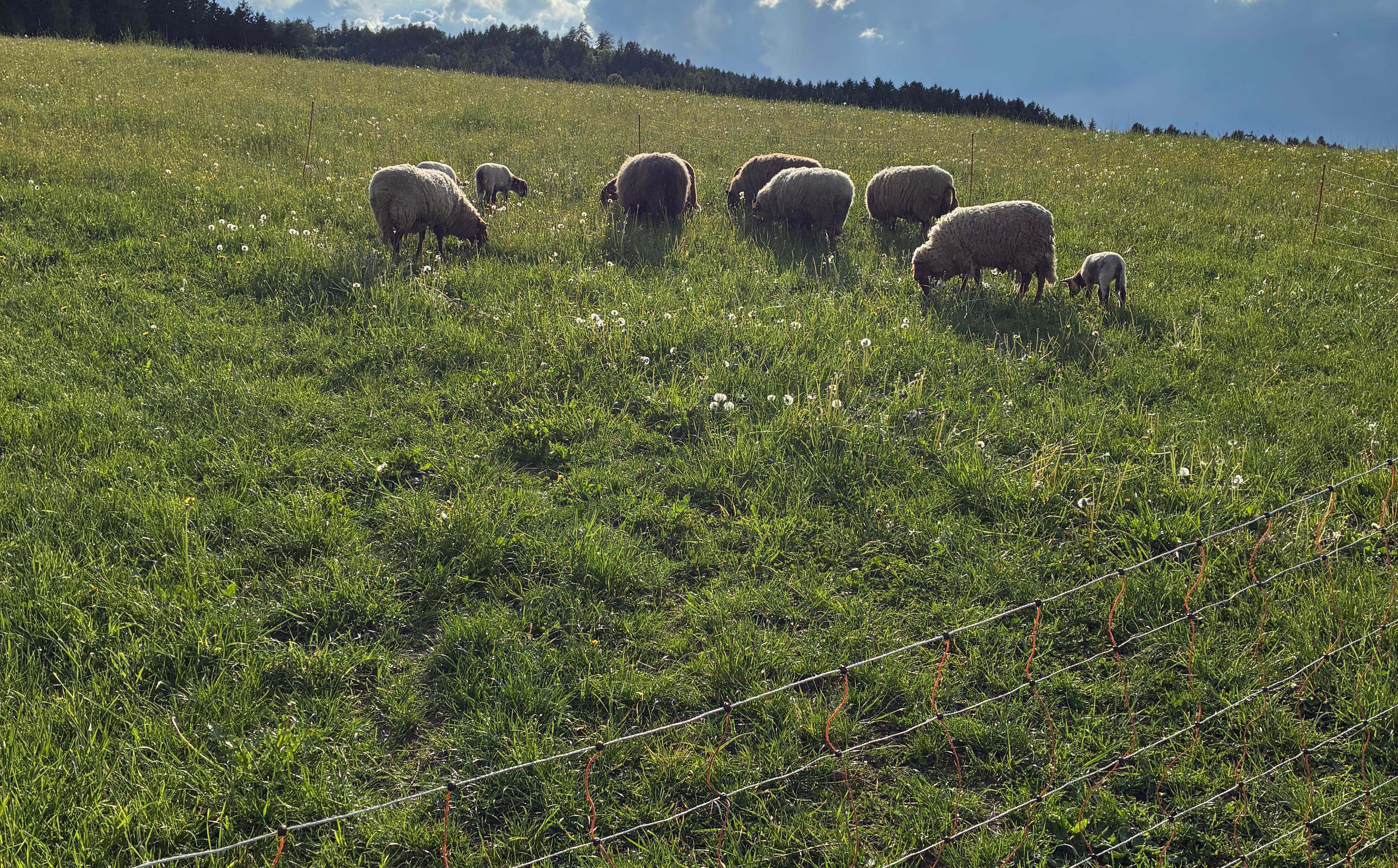 Bioland Hof Familie Dirigl