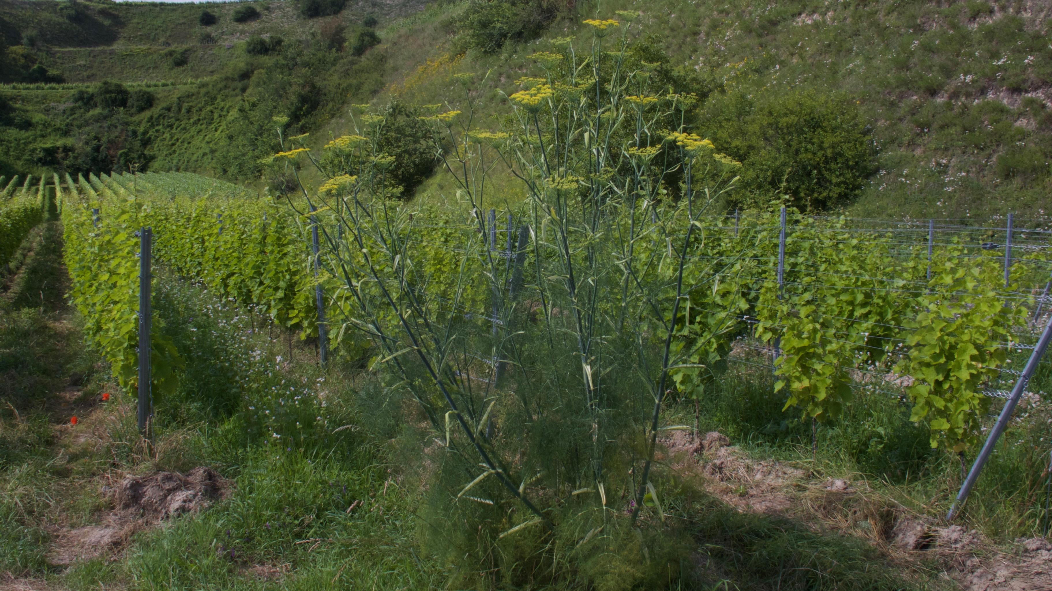 Ökologisches Weingut Rabenhof