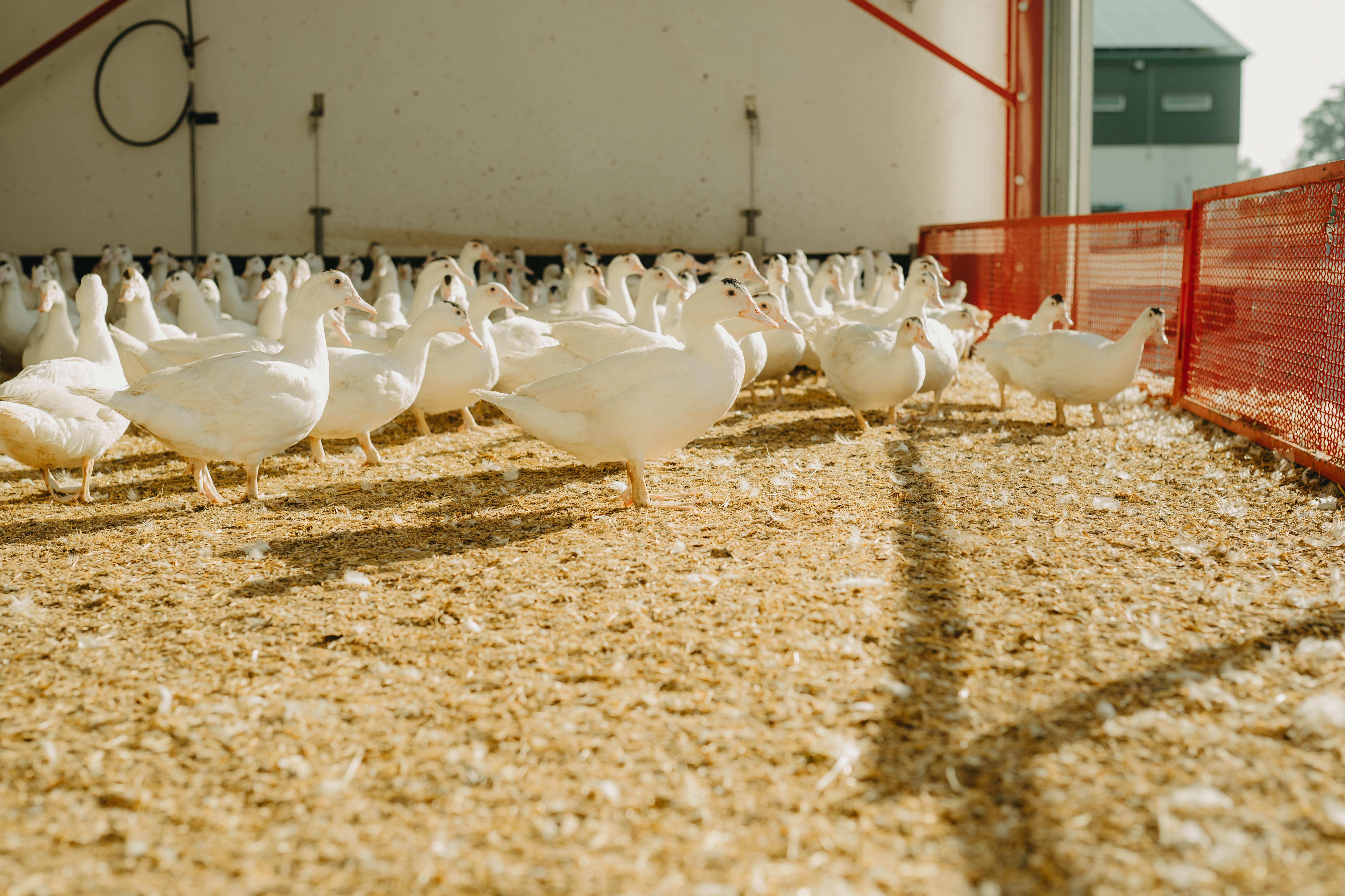 Markeruper Gänse und Enten