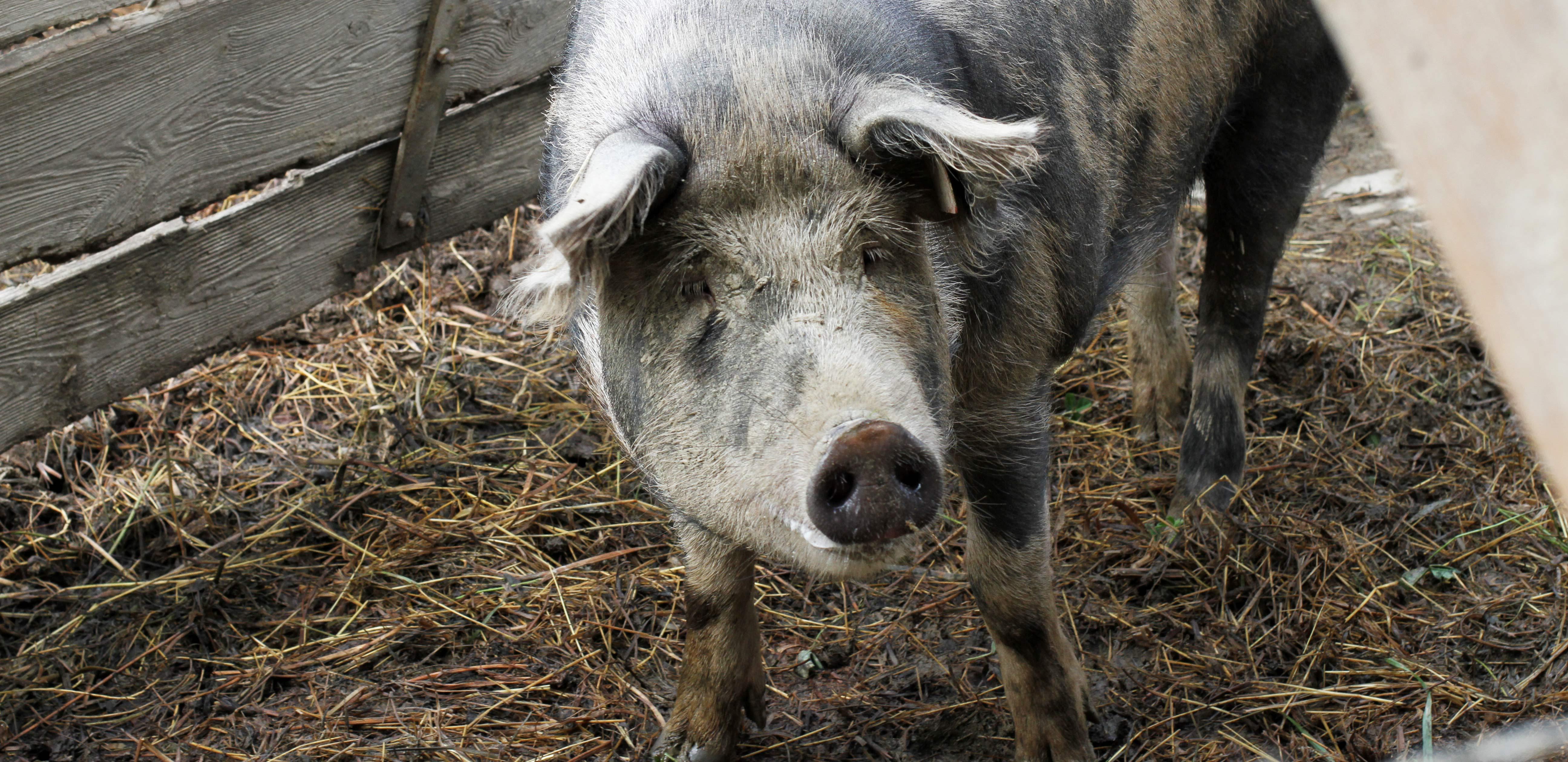 Auch Schweinegülle wird zum Düngen verwendet, wie hier auf dem Biokreis-Betrieb Nachbar-Hof im Rottal.