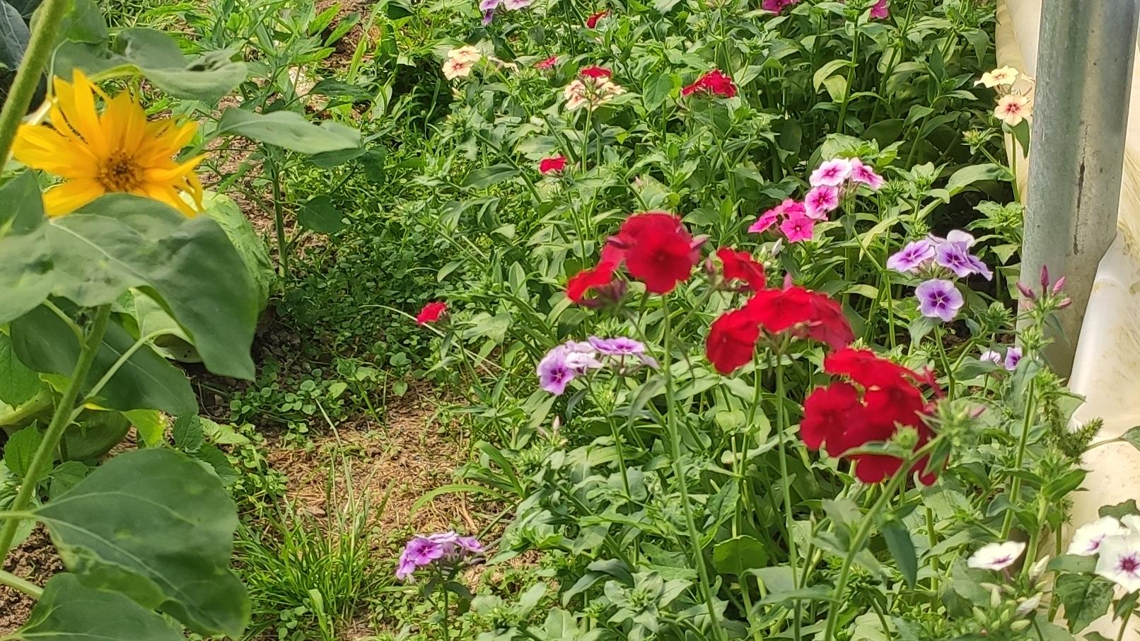 essbare Blüten