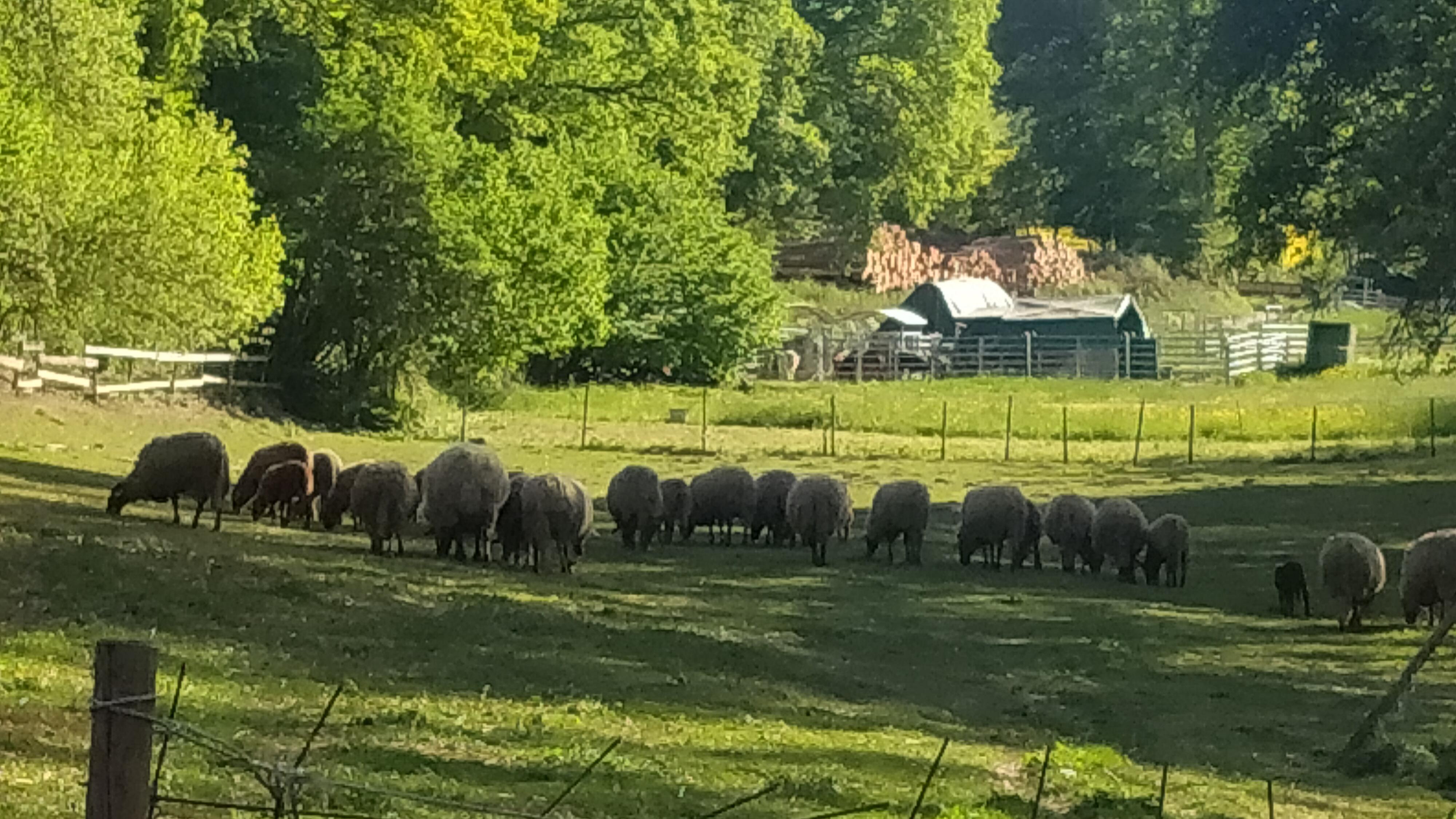 Archelädchen Hof kleine Arche