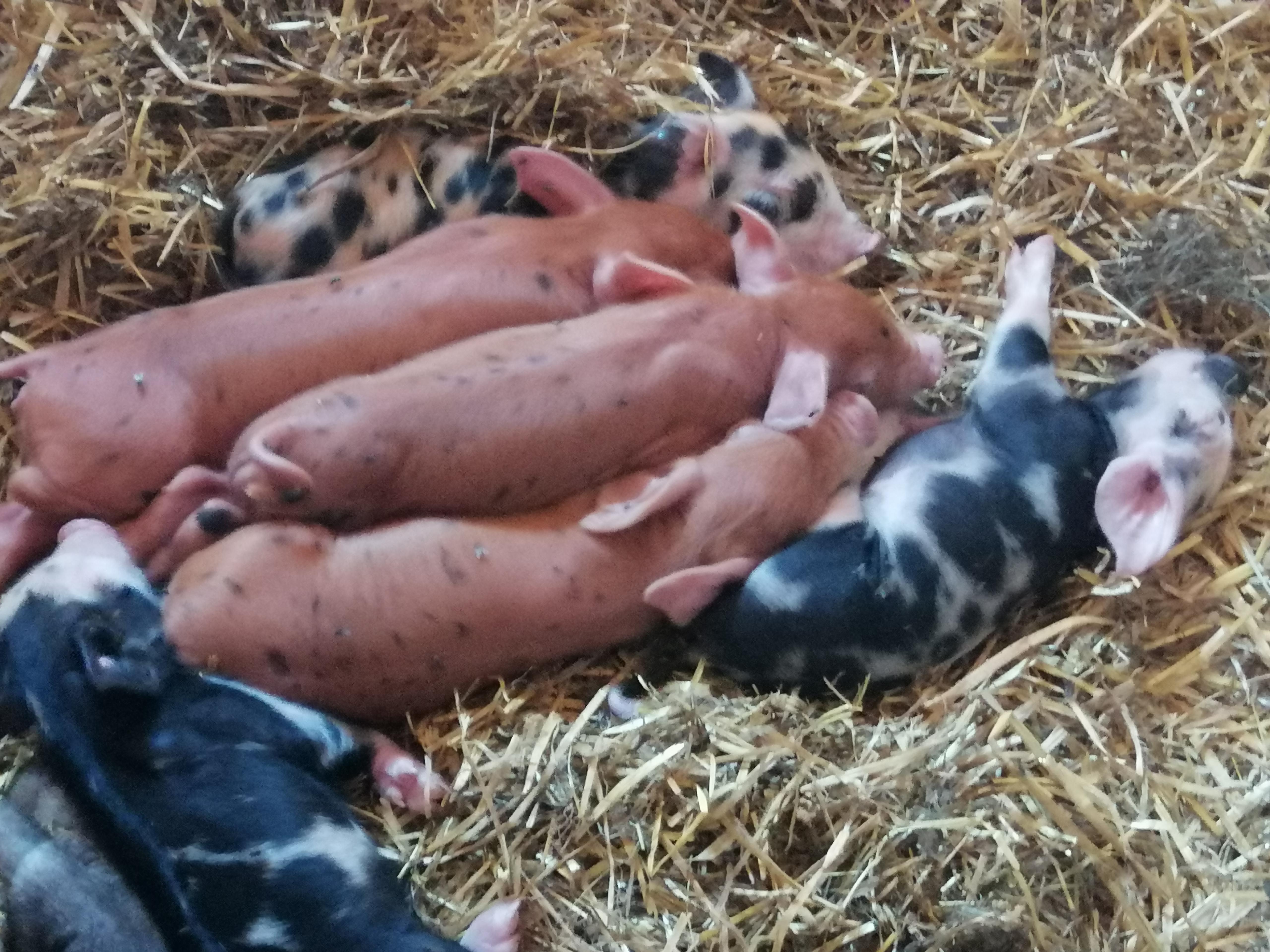 Bio-Schweinefleisch (Bentheimer-Berkshire-Mix)