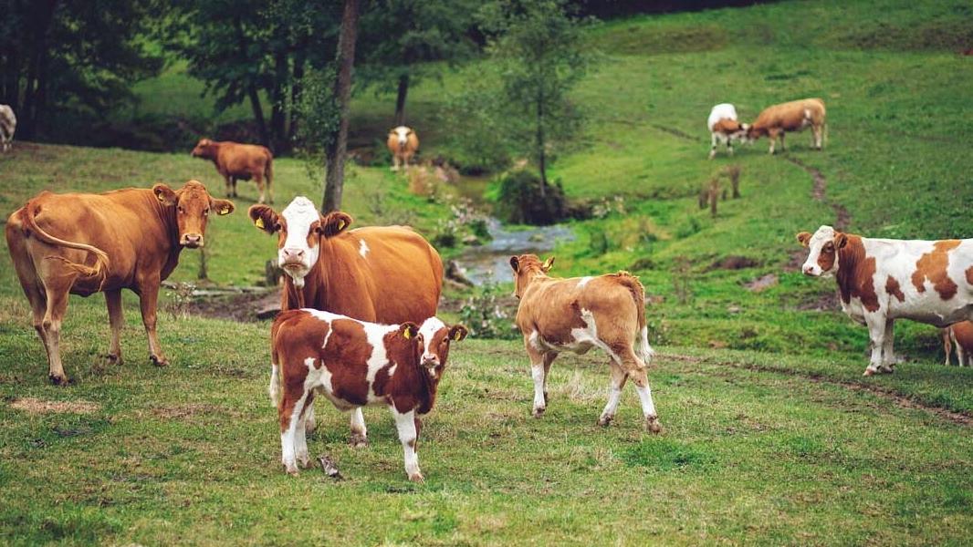 Waldbachhof