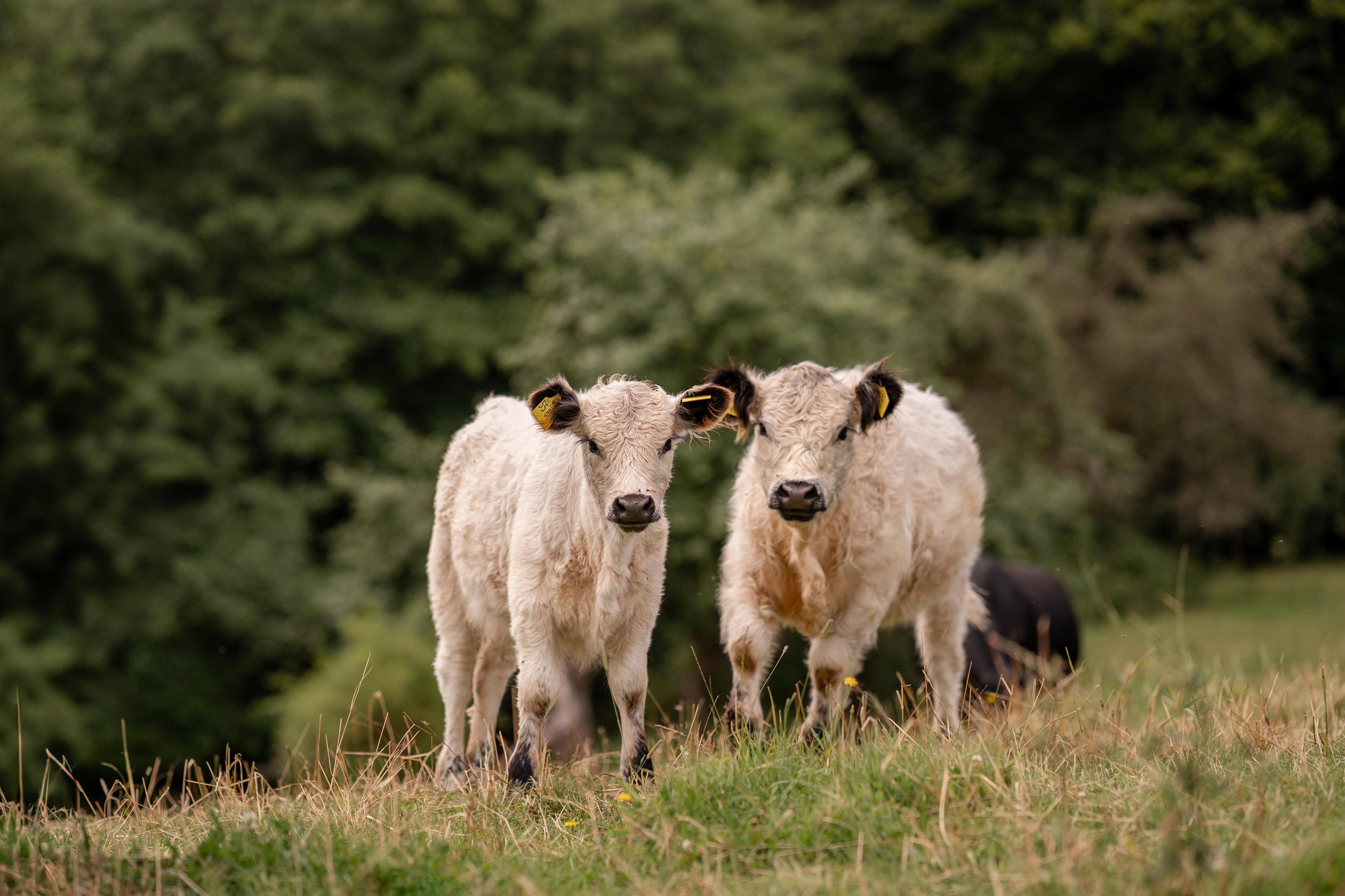 Landgut Pfauenhof