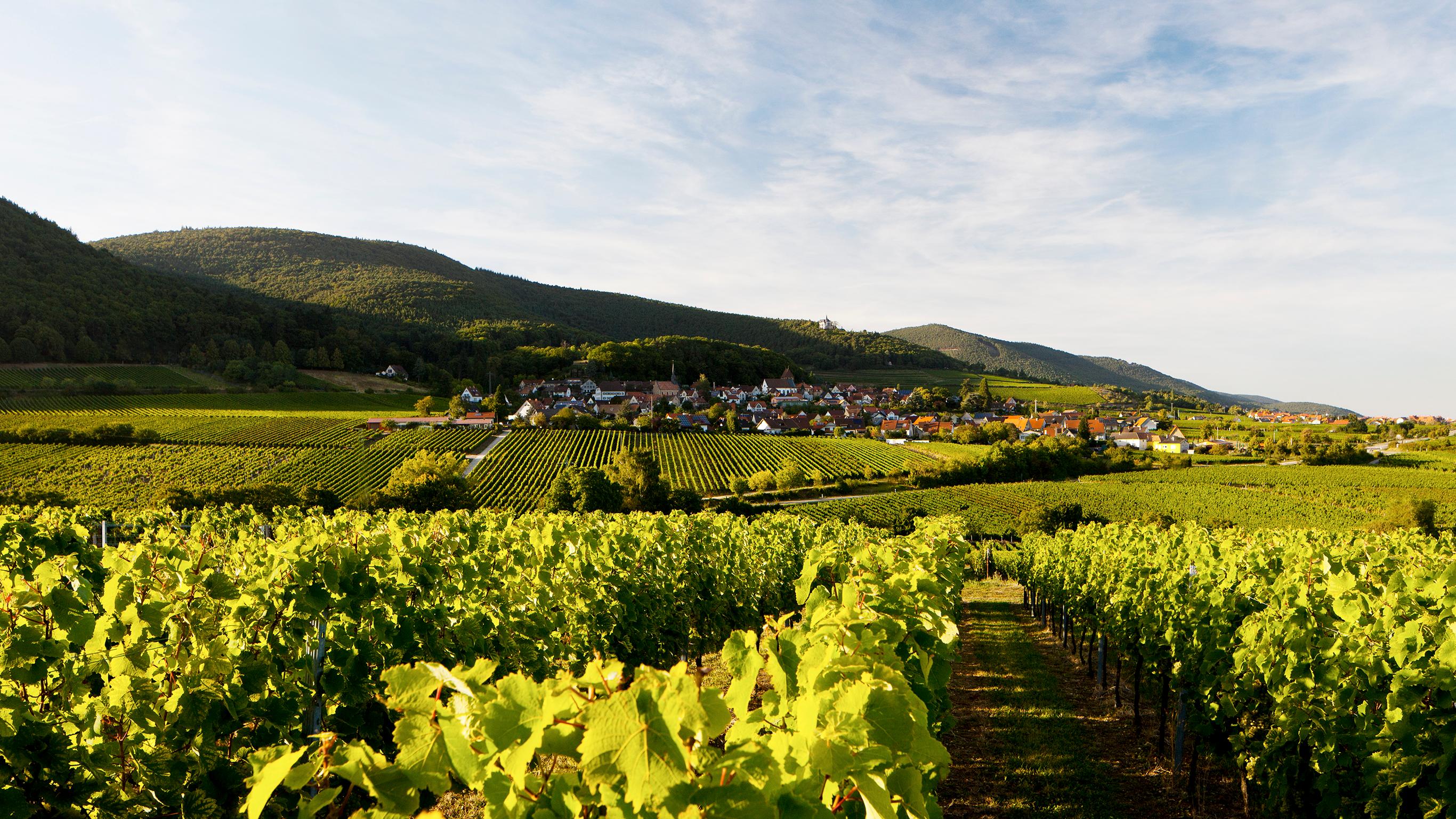 Weingut Nicklis