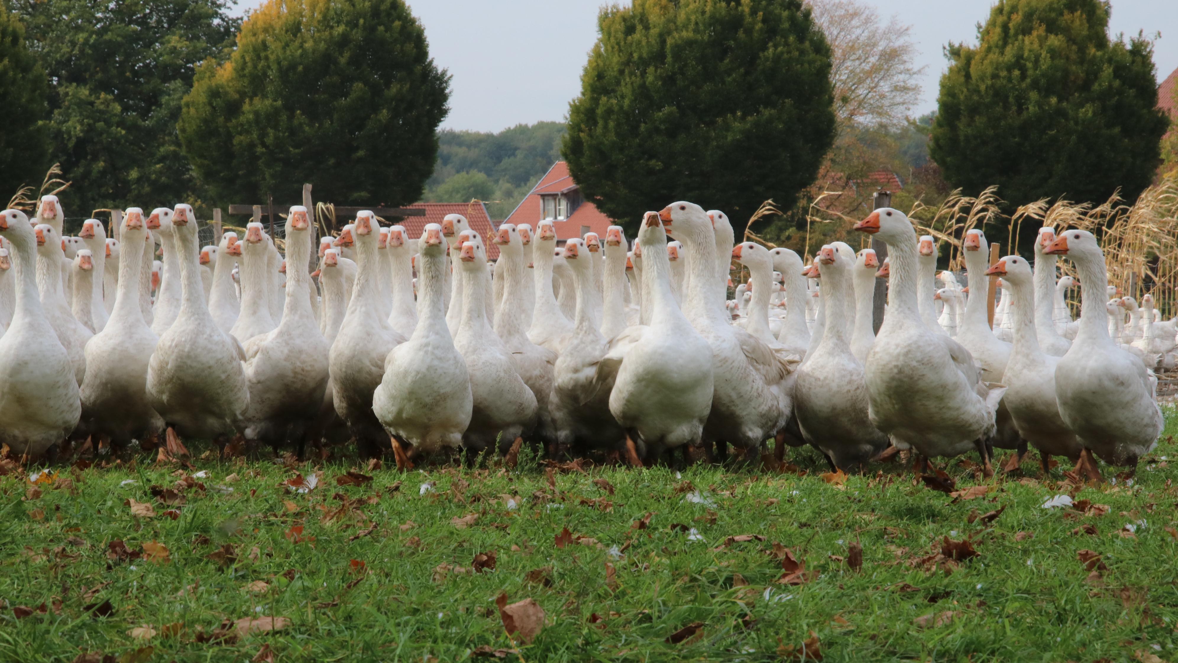 Baumhöver Frischgeflügel