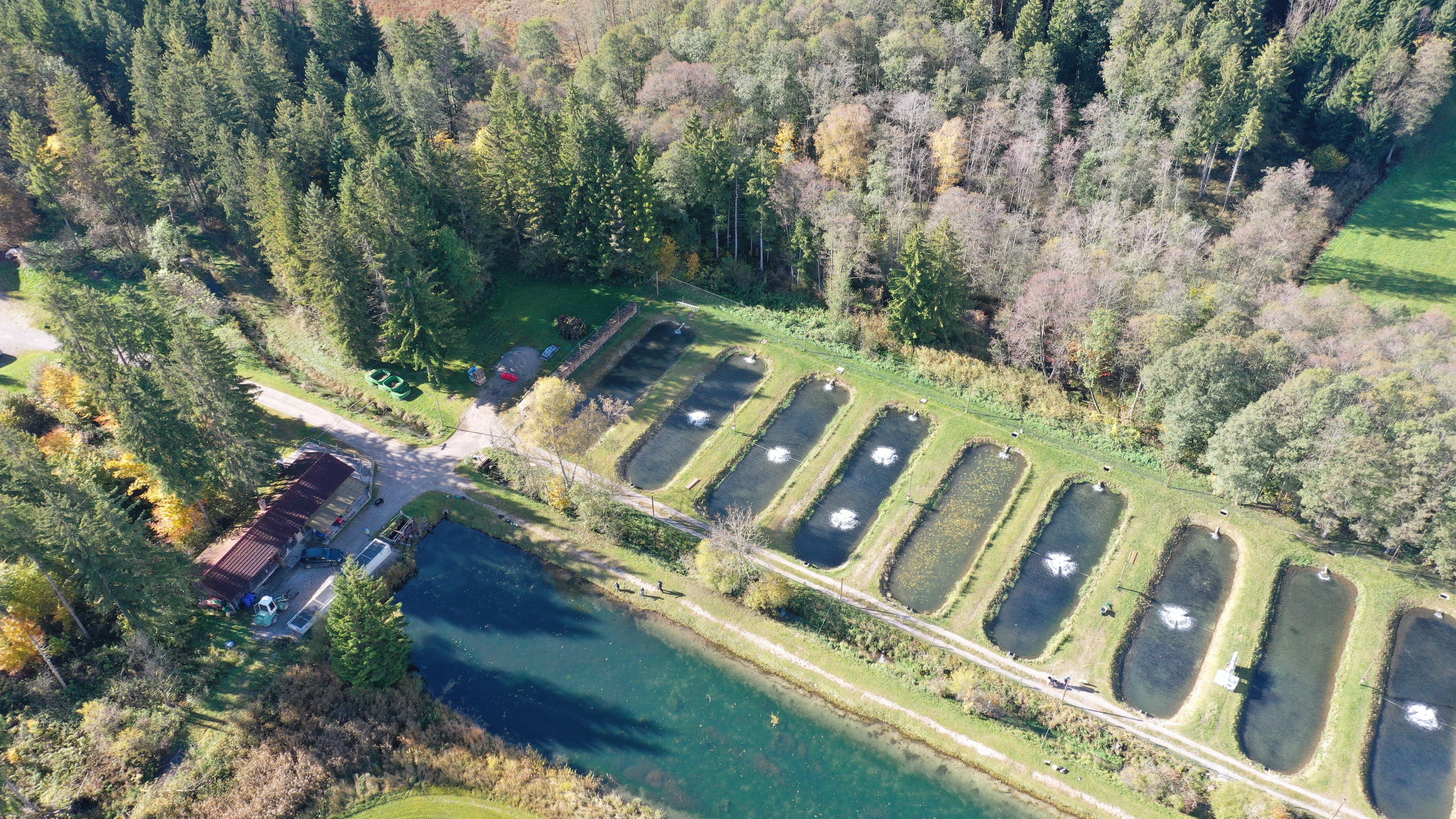 Fischzucht Mindeltal