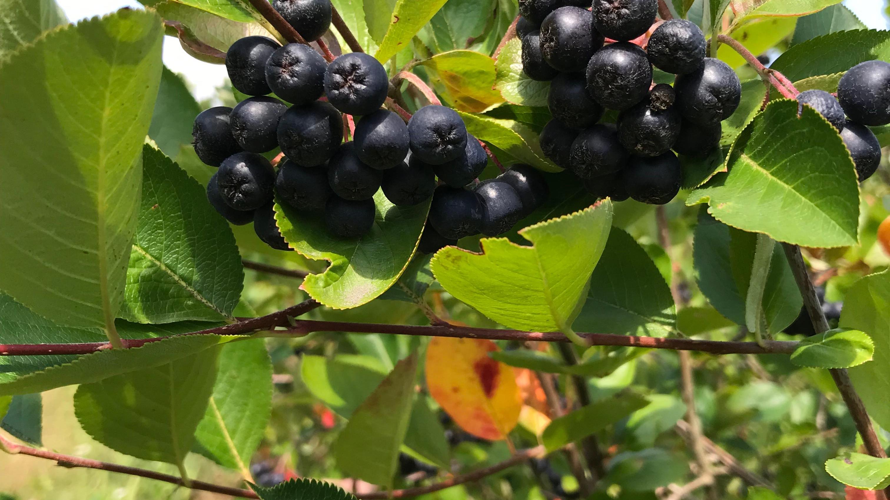 Aroniabeeren-Produkte