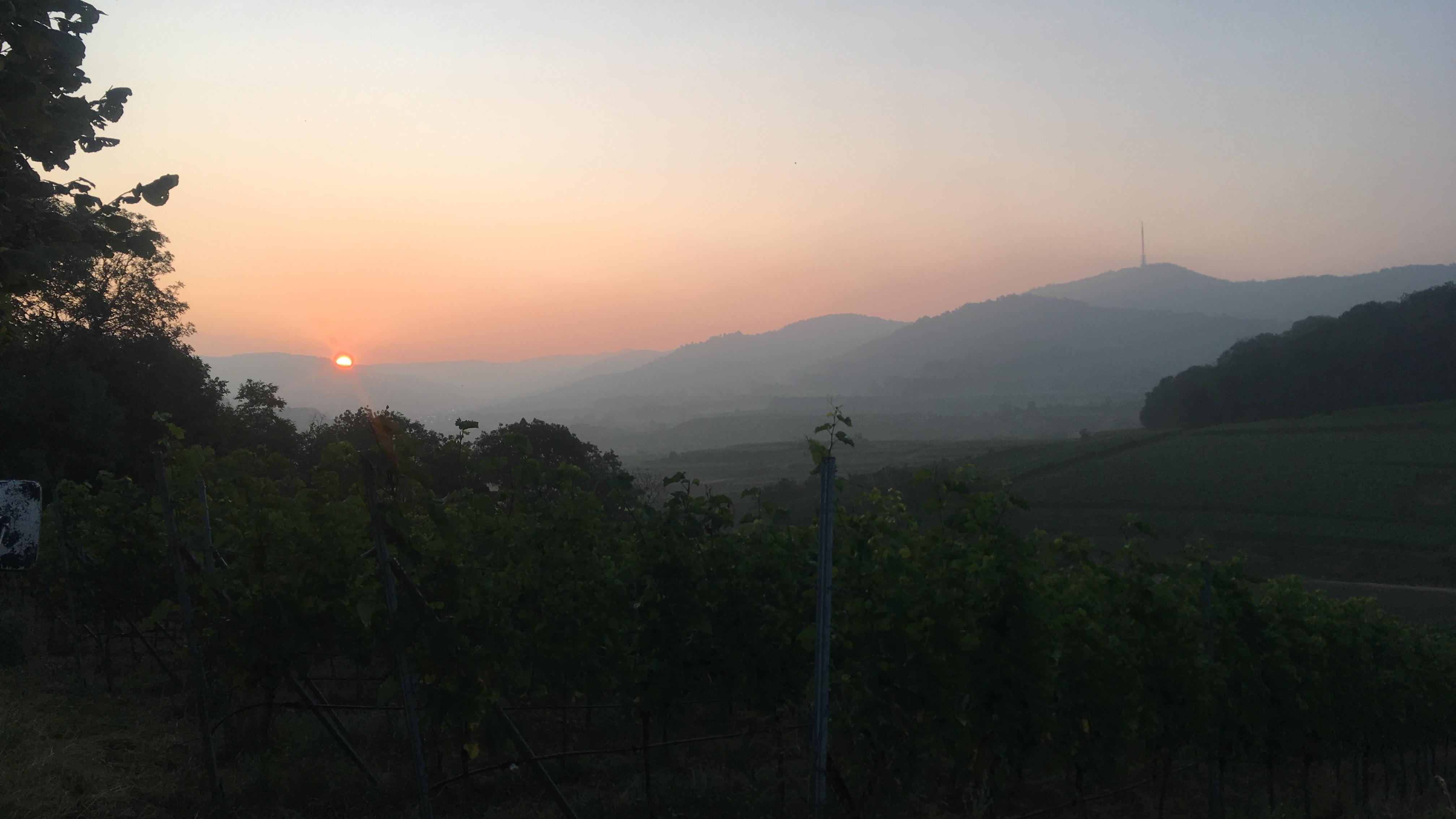 Ökologisches Weingut Rabenhof