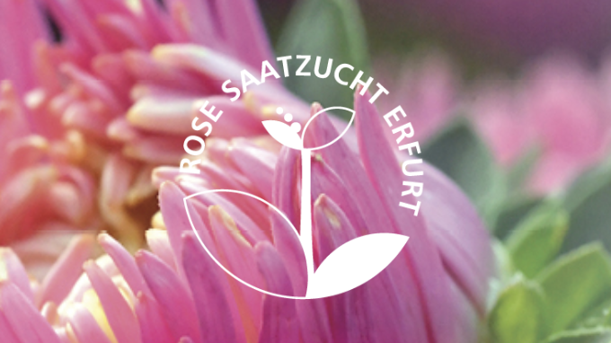 Rose Saatzucht Erfurt
