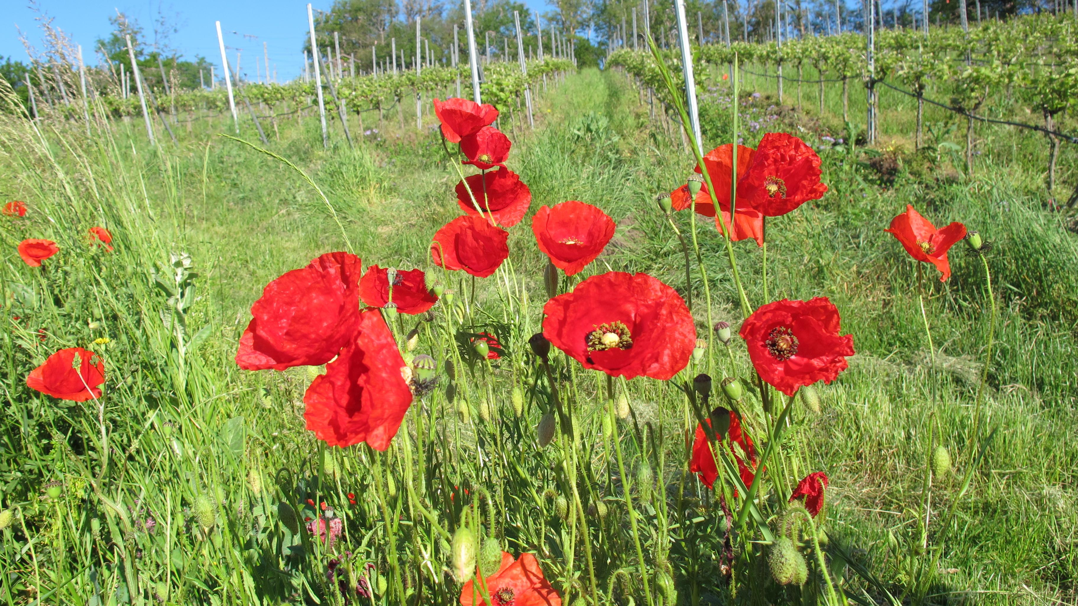 Ökologisches Weingut Rabenhof