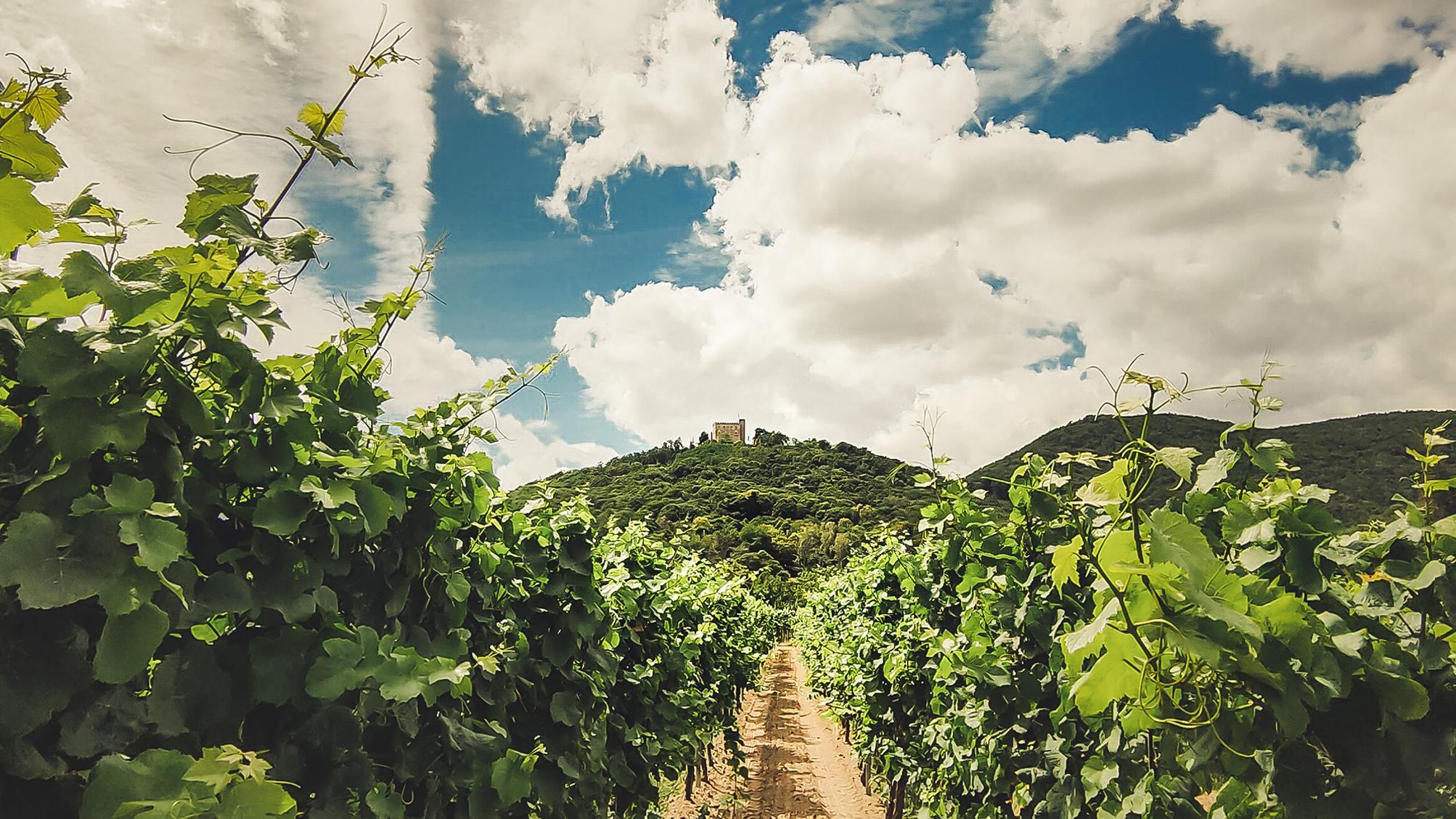 Weingut Georg Naegele