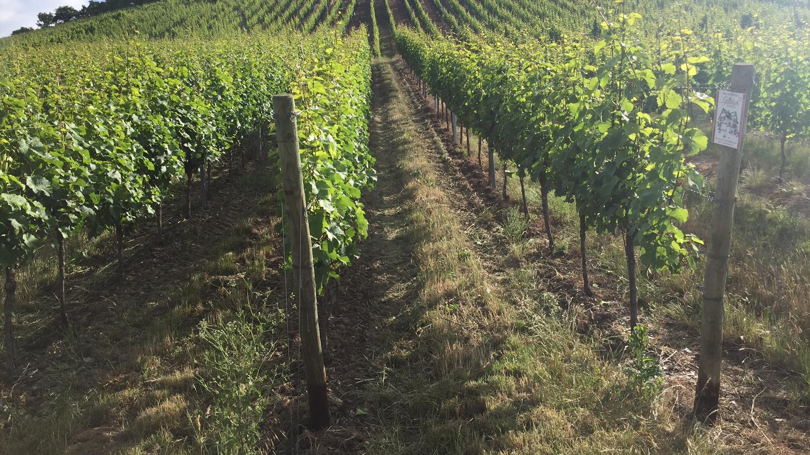 Wein- und Gästehaus Genetsch