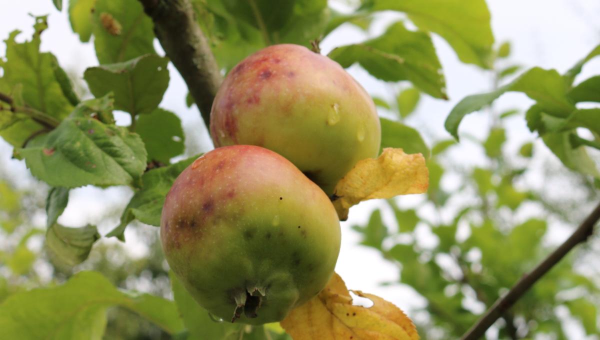 Äpfel Äpfel