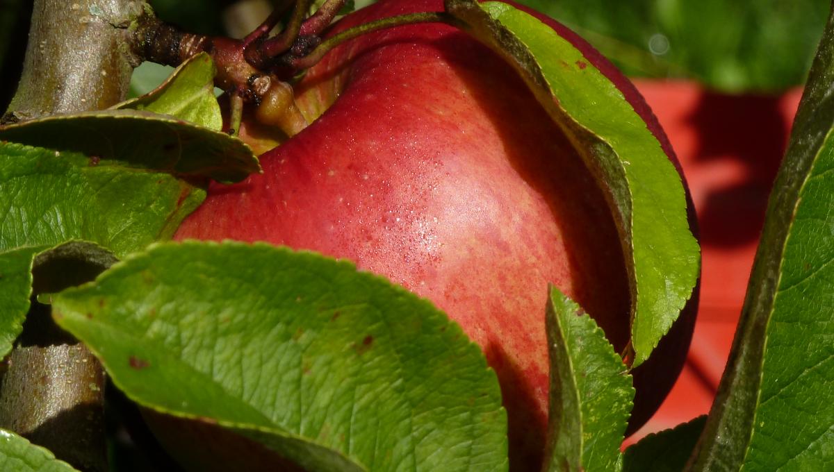 Hauxapfel Hauxapfel